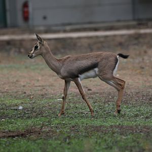 mountain gazelle (Gazella gazella)