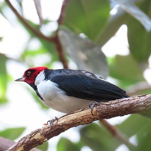 Red-capped Cardinal (Paroaria gularis)