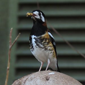 Chestnut-backed Thrush (Geokichla dohertyi)