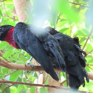 Purple-throated Fruitcrow (Querula purpurata)