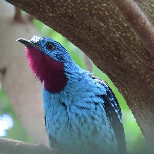 Spangled Cotinga (Cotinga cayana)