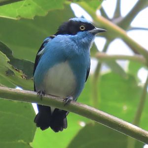 Black-faced Dacnis (Dacnis lineata)