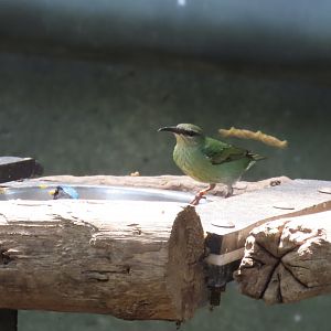 Red-legged Honeycreeper (Cyanerpes cyaneus)