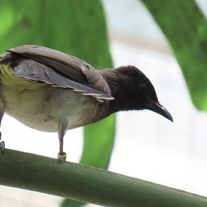 Common Bulbul (Pycnonotus barbatus)