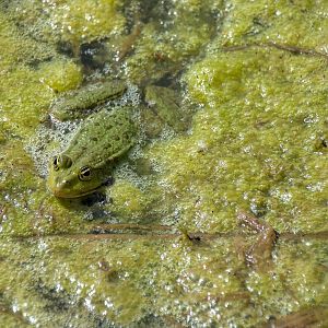 Marsh frog (Pelophylax ridibundus)