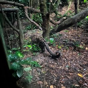 Wandee the clouded leopard