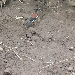 Chesnut-backed thrush