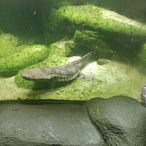Chinese giant salamander