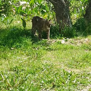 Iberian lynx