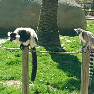 Ring-tailed and black and white ruffed lemurs.