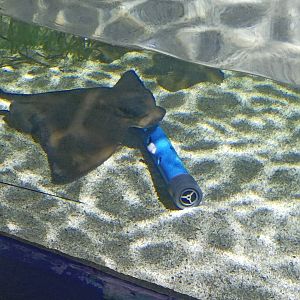 Cownose ray with enritchment.