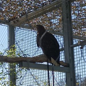 Steller's Sea Eagle.