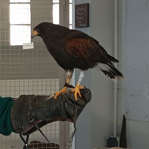 Harris hawk