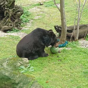 Asian black bear with enritchment
