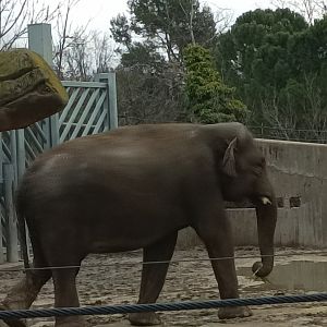 Asian elephant