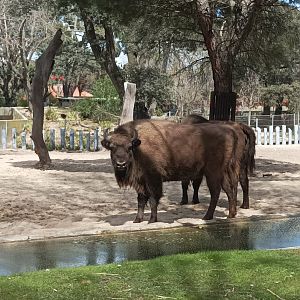 European lowland bison