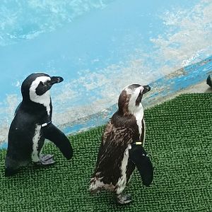 African penguin