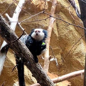 Geoffroy's Marmoset - Riverbanks Zoo