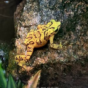 Panamanian Golden Frog  - Riverbanks Zoo
