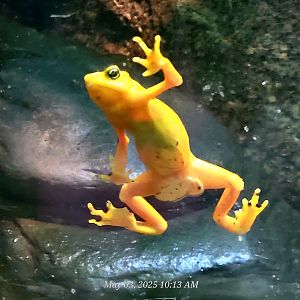 Panamanian Golden Frog - Riverbanks Zoo