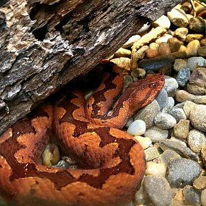 European Long-Nosed Viper - Riverbanks Zoo
