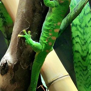 Giant Day Gecko - Riverbanks Zoo