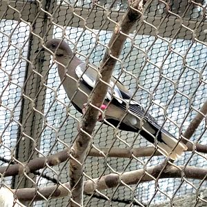 White-Winged Dove  - Riverbanks Zoo