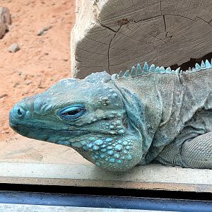 Cayman Island Blue lguana - Riverbanks Zoo
