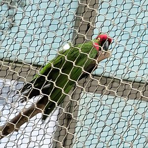 Thick-Billed Parrot - Riverbanks Zoo