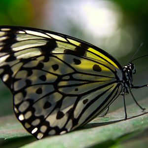 Paper Kite Butterfly (Idea leuconoe)