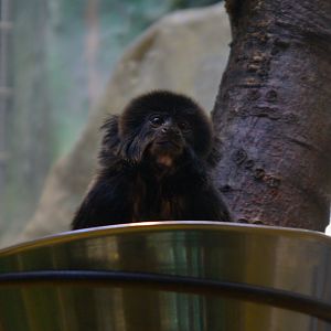 Goeldi's Monkey (Callimico goeldii)
