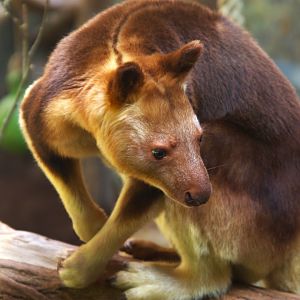 Goodfellow's Tree Kangaroo (Dendrolagus goodfellowi buergersi)
