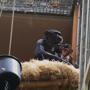 Common Chimpanzee (Pan Troglodytes)