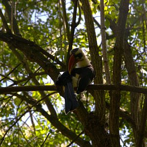 Von Der Decken's Hornbill (Tockus deckeni)