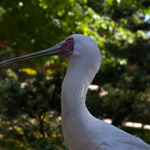 African Spoonbill (Platalea alba)