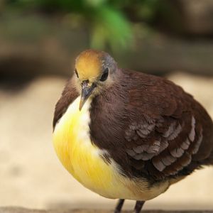 Cinnamon Ground Dove (Gallicolumba rufigula)