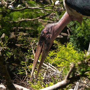 Marabou (Leptoptilos crumenifer)