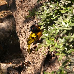 Village Weaver (Ploceus cucullatus)