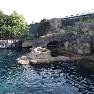 Part of California sea lion exhibit, 2024-06-30