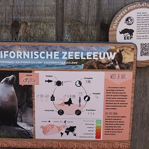 Example of signage - California sea lion, 2024-06-30