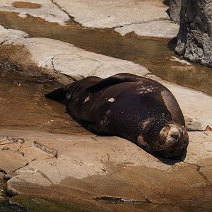 California sea lion (Zalophus californianus), 2024-06-30