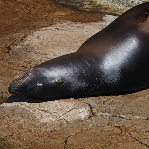 California sea lion (Zalophus californianus), 2024-06-30