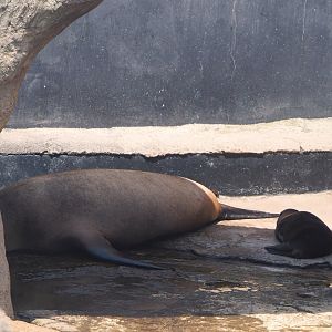 California sea lion with pup (Zalophus californianus), 2024-06-30
