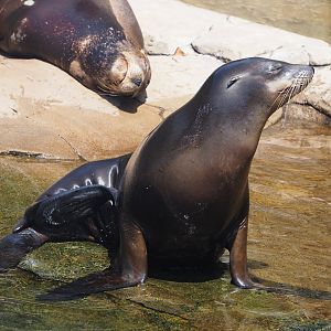 California sea lion (Zalophus californianus), 2024-06-30