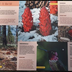 Snow plant (Sarcodes sanguinea) signage, 2024-06-30