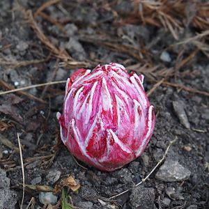 Snow plant (Sarcodes sanguinea), 2024-06-30