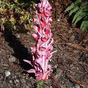 Snow plant (Sarcodes sanguinea), 2024-06-30