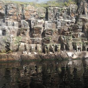Bass Rock exhibit with Atlantic puffin, Common murre, European eider and Pacific kittiwake, 2024-06-30