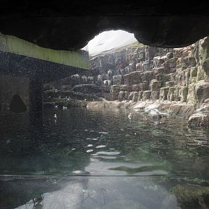 Bass Rock exhibit with Atlantic puffin, Common murre, European eider and Pacific kittiwake, 2024-06-30