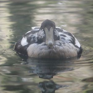European eider (Somateria mollissima mollissima), 2024-06-30